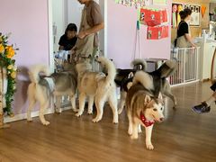-Husky Go! 哈士奇体验馆·宠物咖啡厅狗咖