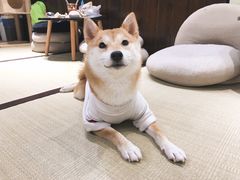 -逗柴咖啡屋·狗咖猫咖宠物桌游
