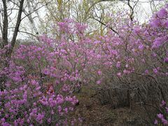 -白草畔自然风景区