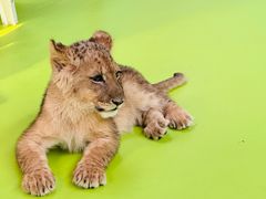 -北京野生动物园