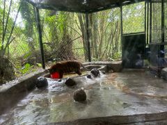 -海南热带野生动植物园