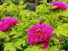 -国家植物园南园