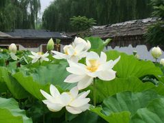 -白洋淀景区