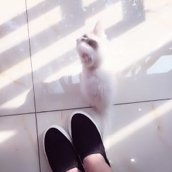 动物-墨無界刺青TATTOO