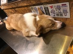 -more than meow吴止猫主题餐厅(承德 中船汇店)