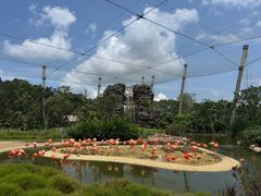 -新加坡飞禽公园