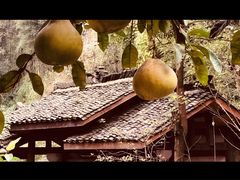 -乐领拈花溪·林涧食韵