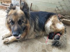 -宠福鑫康馨动物医院·骨科·眼科