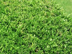 -复旦张江校区食堂