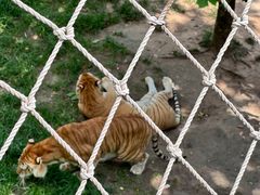 -西霞口神雕山野生动物世界