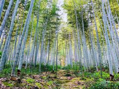 -潜山国家森林公园