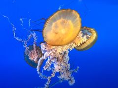 -太平洋海底世界