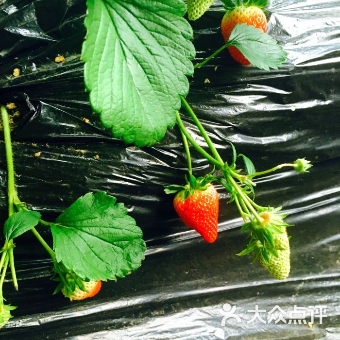 旺旺草莓采摘园图片 - 第4张