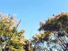 -南汇桃花村