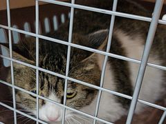 -纳吉亚猫专科动物诊疗中心(蒋宅口分院)