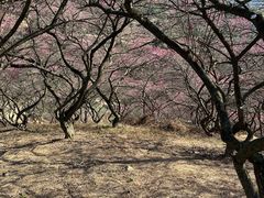-新建村梅花
