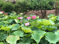 -荷兰花海