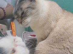 -藏猫猫咖啡主题馆(中央大道店)