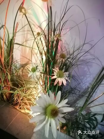 桃花坞里桃花庵，桃花庵下桃花仙