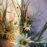 节日,请到暗恋桃花林