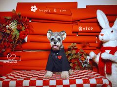 -超宠爱宠物摄影-Super pet