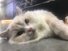 -瞄一喵猫咖(格力海岸店)