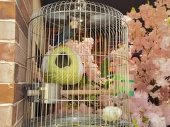 -小吊梨汤·北京菜·烤鸭(西直门凯德店)