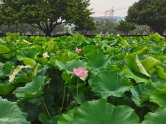 -光明港公园