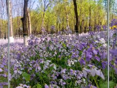 -大兴滨河森林公园