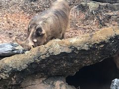 -奥兰多迪士尼动物王国乐园