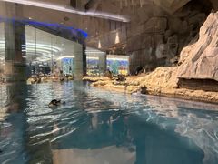 -帝企鹅自助餐厅•儿童岛•真企鹅(长隆企鹅酒店)