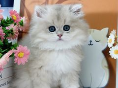 -小猫来了·猫舍(红山六九七九店)