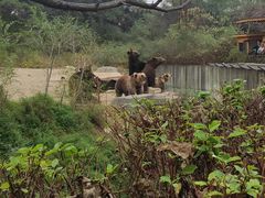 -沈阳森林动物园