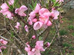 -南汇桃花村