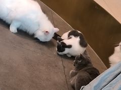 -飞行喵MR PILOT|猫舍·猫咖(静安大融城店)