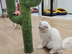 -1013 PET SHOP 宠物商店(近铁城市广场店)