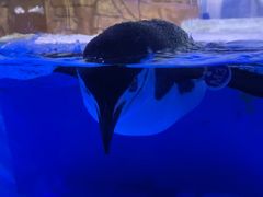 -海合安成都极地海洋公园