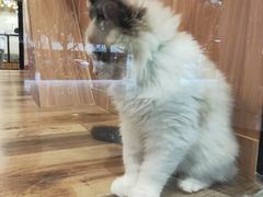 -袖虎·猫馆(体育西路店)