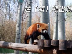 -北京野生动物园