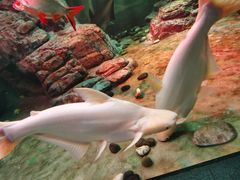 -上海海洋水族馆