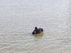 -荷兰花海