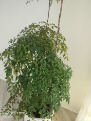 -HEYAN荷妍专业脱毛连锁机构