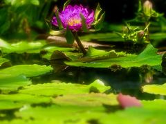 -国家植物园南园