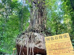-莫里热带雨林景区