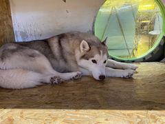 -Husky Go! 哈士奇体验馆·宠物咖啡厅狗咖