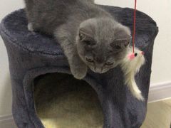 -猫大福·Fortune Cat猫舍(百子湾店)