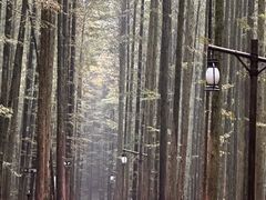 -山王坪喀斯特国家生态公园