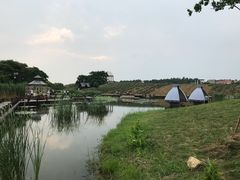 -大塘金香草谷