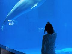 -海合安成都极地海洋公园