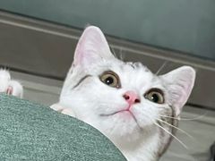 -lincat·猫舍(广州店)